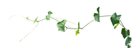 vine plants isolated on white background