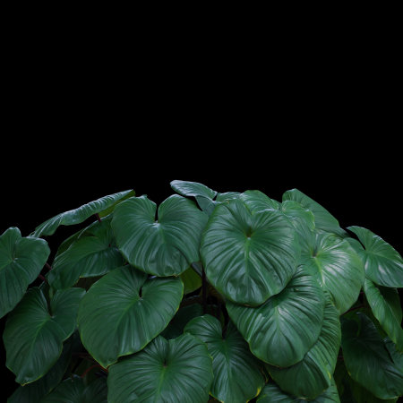 plant tropical leaves jungle, dark green foliage isolated on black background.