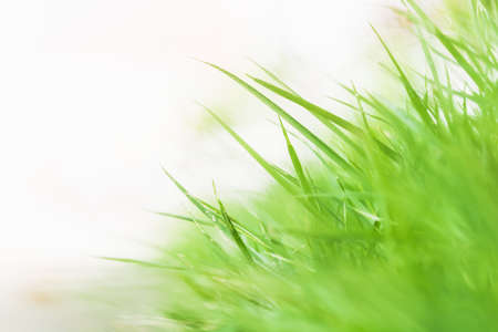 greenery nature grass beautiful background