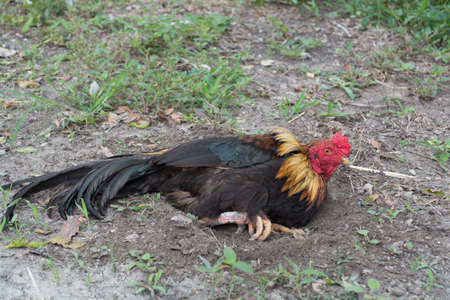 Chicken