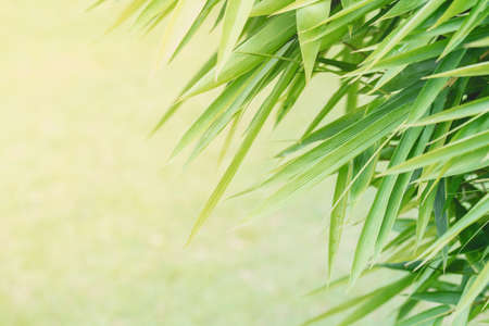 bamboo leaves backgroundの写真素材