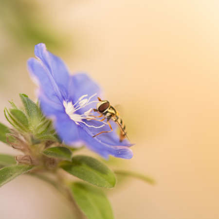 Purple flowers with insects.
