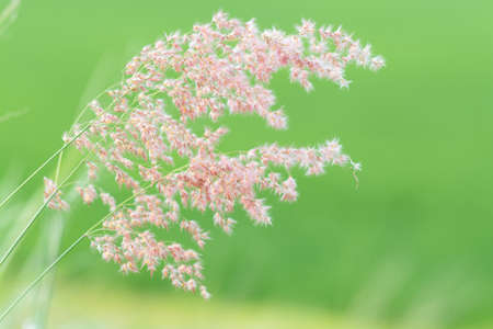 Spring meadow beautiful fresh morning in soft warm light. Vintage autumn landscape blurry nature...