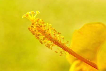 hibiscus flower pollen yellow backgroundの写真素材
