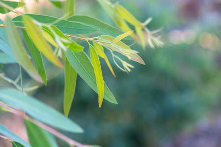 Eucalyptus leaves. branch eucalyptus tree nature background