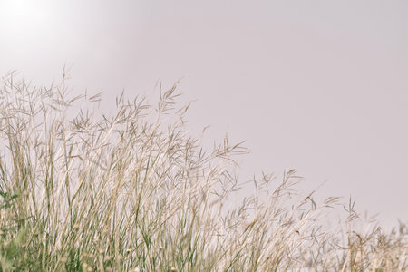 meadow flowers in soft warm light. Vintage autumn landscape blurry natural backgroundの写真素材