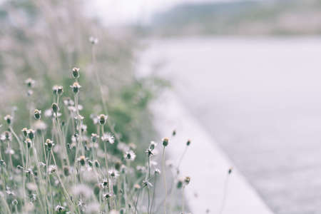 meadow flowers in soft warm light. Vintage autumn landscape blurry natural backgroundの写真素材