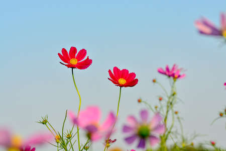 Pink of cosmos flower field with blue sky and cloud backgroundの写真素材