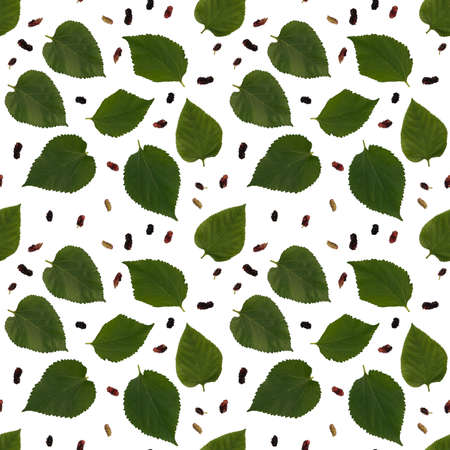Isolated mulberry leaf seamless pattern in white backgroundの写真素材