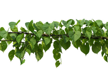 vine plant climbing isolated on white background. Clipping path