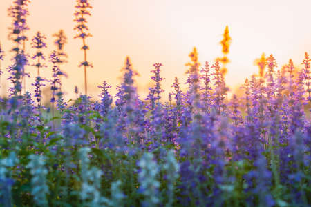 lavender flower beautiful in sunset nature