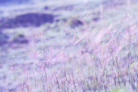 Meadow flowers purple color tone beautiful fresh in soft warm light. Vintage autumn landscape blurry...