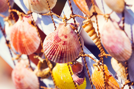 Group of sea shells against the sun の写真素材