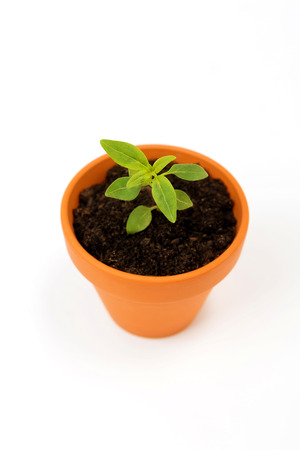 Isolated green sprout inside small flower pot,on white background.の写真素材
