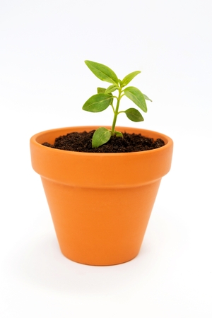 Close up of a small flower pot and green plant isolated on white background.の写真素材