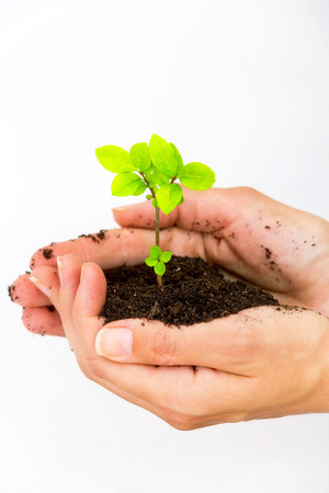 Female hand holding and caring a young green plantの写真素材