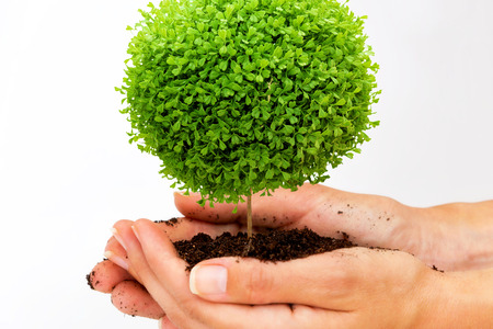 Female hand holding and caring a young green plant