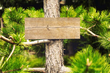 Empty wooden boardsign,hanging from a tree,deep inside forest.の写真素材