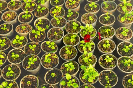 Top view of multiple sprouts inside flowerpots.の写真素材