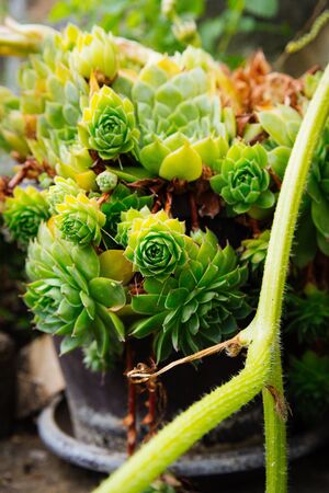 Homegrown houseleek plant inside a vase.の写真素材