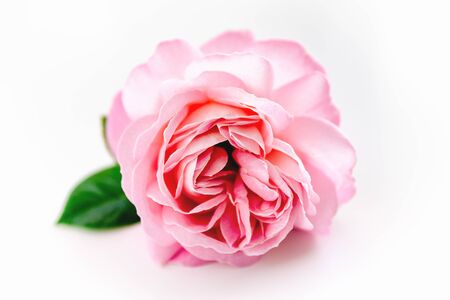 Close up of pink rose, isolated on white background.の写真素材