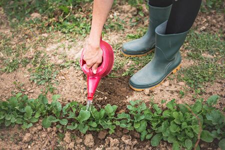 Close up of female hand watering plants inside garden.の写真素材