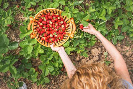 Overhead view of middle aged Caucasian woman, harvesting strawberries from the garden.の写真素材