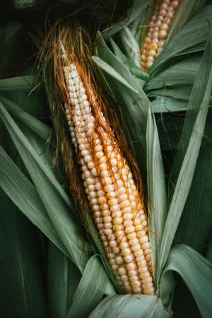 Close up of freshly harvested corn ear.