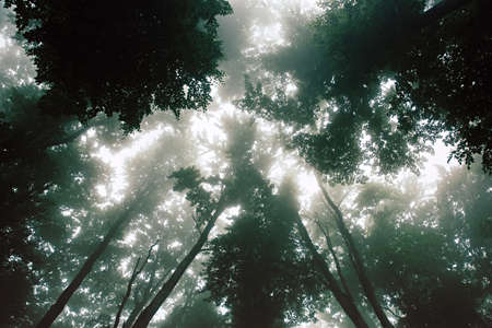 Forest treetops against misty sky.の写真素材