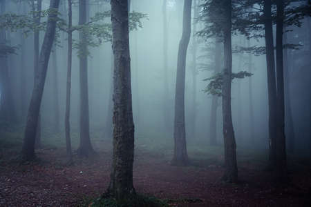 Forest landscape with tree trunks, green leaves, and deep mist, early in the morning.