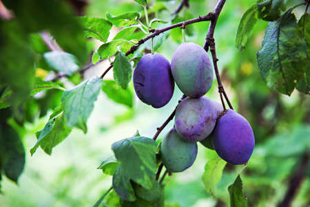 Group of purple plums hanging from the branch, out in the nature.の写真素材
