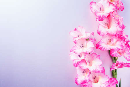 Close up of pink gladiolus isolated against purple background with available copy space.の写真素材