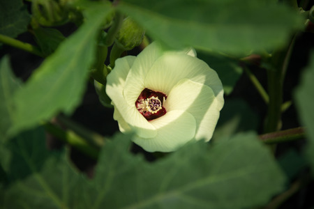 The first hint of flower with sunlight.