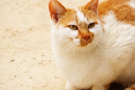the white-brown catの写真素材
