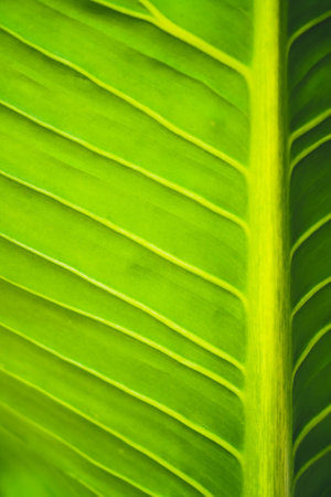 Leaves of the Dieffenbachia.の写真素材