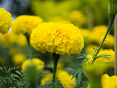 closeup a marigoldの写真素材