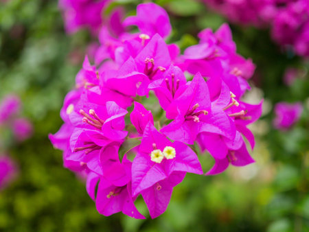 purple of Bougainvilleaの写真素材