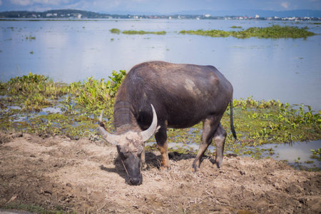 Buffalo is feeding on the lake.の写真素材