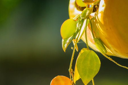 Beautiful nature background - green leaves .の写真素材