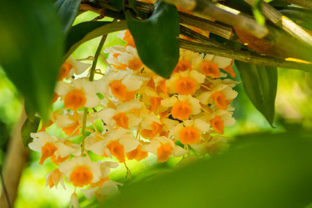 Orchid flower in nature.の写真素材
