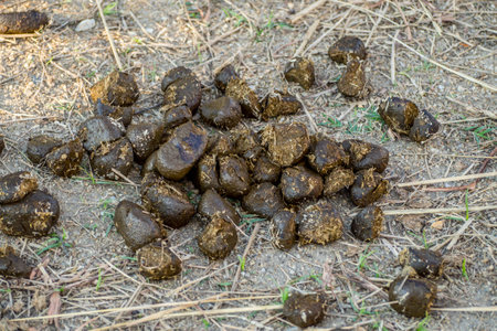 Stool of horses on the ground, horses crap on the grass floor.