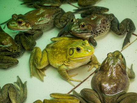 bull frog in the pool close upの写真素材