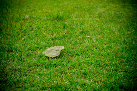pho of leaves fall on the grass.の写真素材