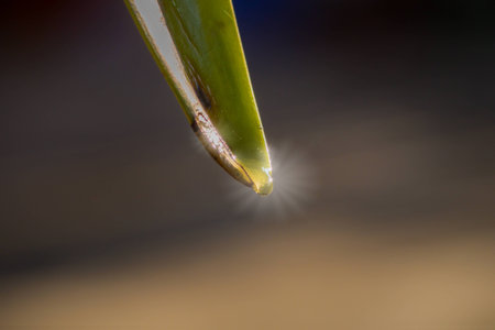 Close up of a water drops on leaves.の写真素材