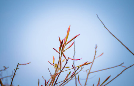 Spring motif. Beauty of life. close up to Pubescent young leaves on the bluesky background.の写真素材