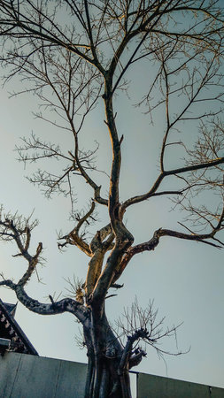 Naked branches of a tree against the dark blue skyの写真素材
