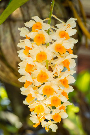 Orchid flower on nature background.の写真素材