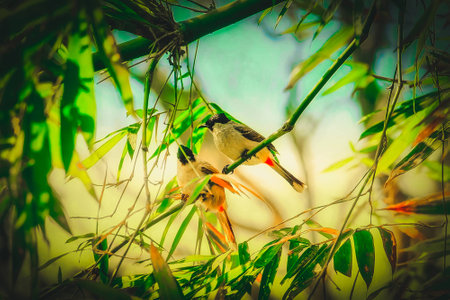 Red-whiskered Bulbul, a song bird,Thailand. Wild animal in natural habitat with beautiful light nature green background.の写真素材