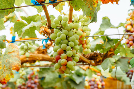 Wait for the grape harvest in the summer on the vine.の写真素材