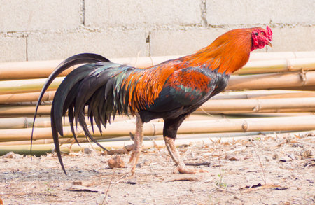 Gamecube chicken Thailand.の写真素材